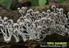 Coprinellus disseminatus