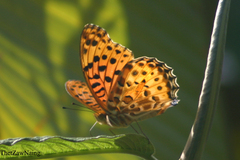 Argynnis hyperbius hyperbius