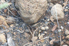 Calliptamus plebeius