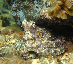 Octopus berrima image