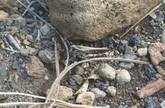 Calliptamus plebeius