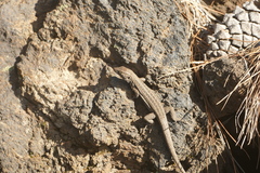 Gallotia galloti