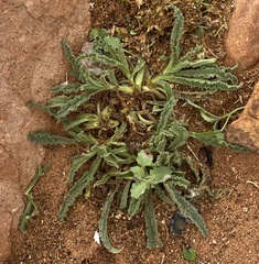 Anchusa undulata