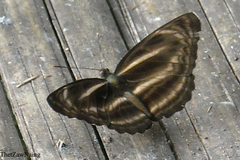 Neptis pseudovikasi