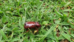 Heterogomphus bourcieri