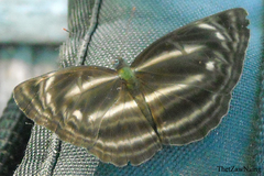 Neptis pseudovikasi