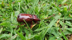 Heterogomphus bourcieri