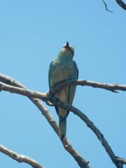 Coracias garrulus garrulus