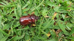 Heterogomphus bourcieri