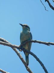 Coracias garrulus garrulus