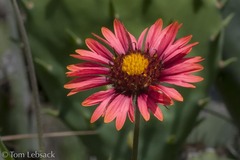 Gaillardia amblyodon