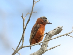 Picumnus cinnamomeus