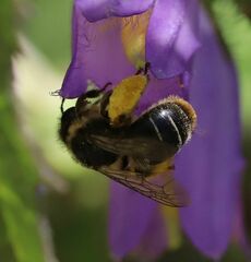 Melitta haemorrhoidalis