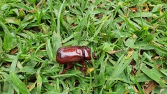 Heterogomphus bourcieri