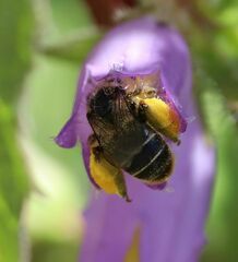 Melitta haemorrhoidalis