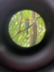 Electron platyrhynchum