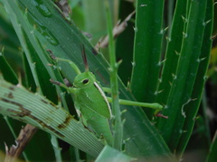 Staleochlora viridicata