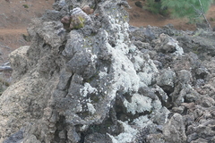 Stereocaulon vesuvianum