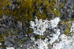 Stereocaulon vesuvianum