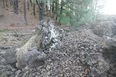 Stereocaulon vesuvianum