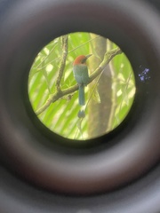 Electron platyrhynchum