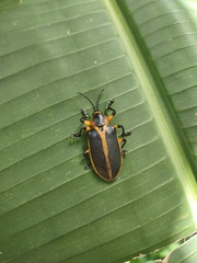 Mecistomela marginata