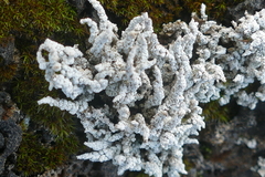 Stereocaulon vesuvianum