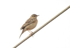 Anthus godlewskii