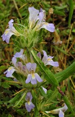 Hygrophila auriculata