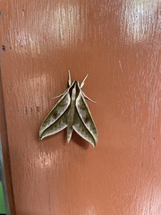 Xylophanes acrus