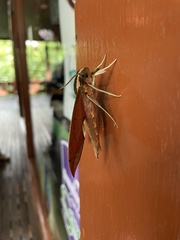 Xylophanes acrus
