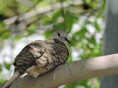 Columbina inca