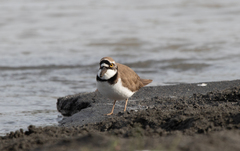Charadrius dubius