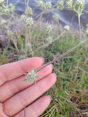 Eryngium nudicaule