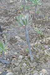 Aeonium urbicum image