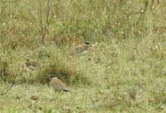 Vanellus malabaricus