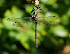 Macromia pacifica × taeniolata