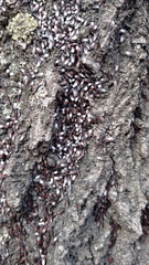 Oxycarenus lavaterae