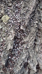 Oxycarenus lavaterae