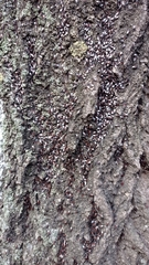 Oxycarenus lavaterae
