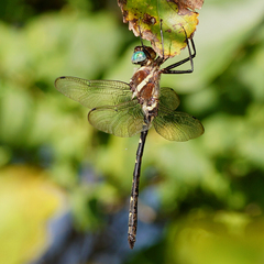 Macromia pacifica × taeniolata