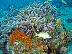 Halichoeres radiatus