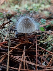 Spinellus fusiger
