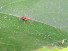 Dictynidae