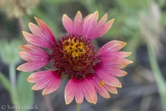 Gaillardia amblyodon