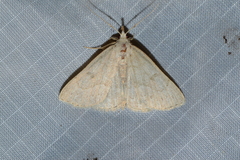 Chytolita morbidalis