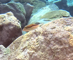 Canthigaster capistrata