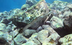 Aulostomus strigosus