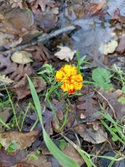 Tagetes patula