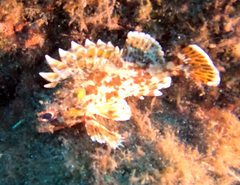 Scorpaena notata